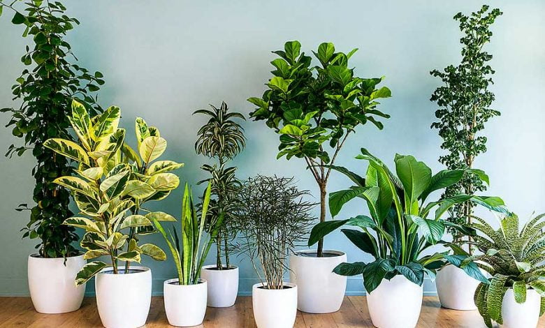 en güzel ev bitkileri img.huglero.com
