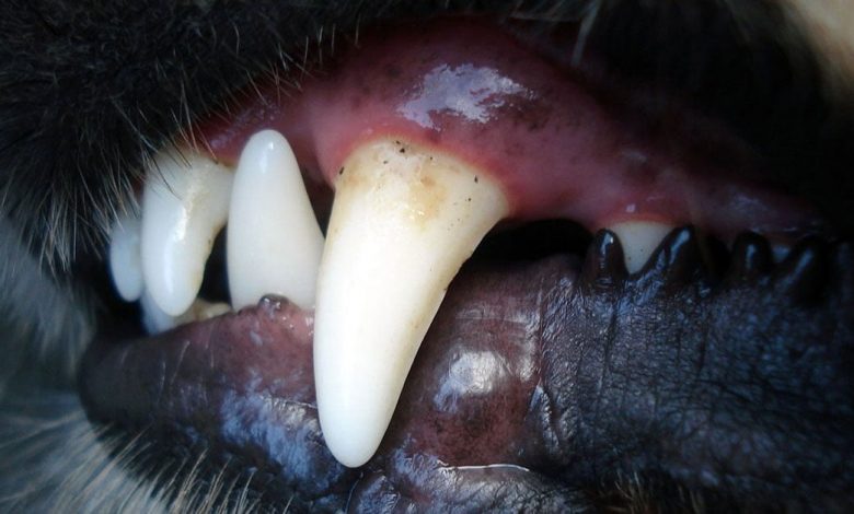 köpek diş sağlığı https://img.huglero.com