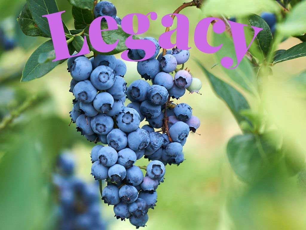 Legacy blueberry türü https://huglero.com