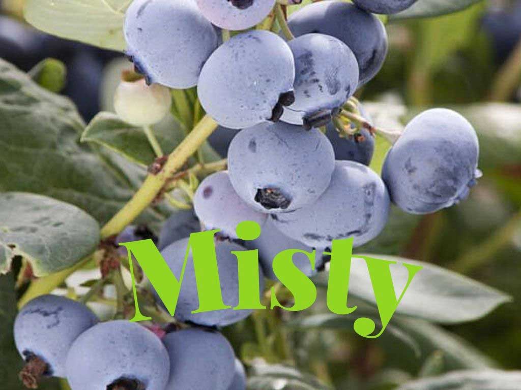 Misty (Vaccinium corymbosum) erkenci güney çeşididir ve erken çiçeklenme gösteren blueberry çeşidi https://huglero.com