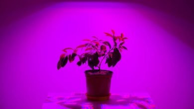 bitkileri aydınlatarak büyütme https://huglero.com