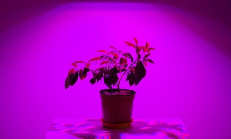bitkileri aydınlatarak büyütme https://huglero.com