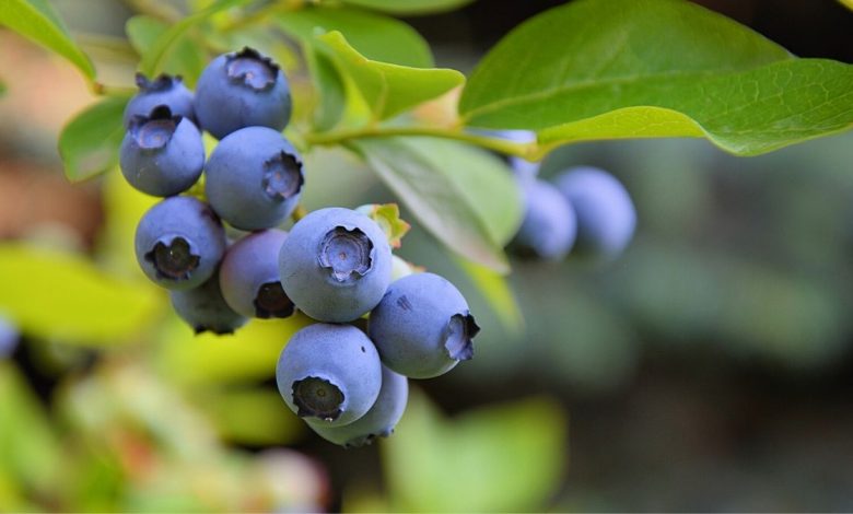 A'dan Z'ye blueberry yetiştiriciliği tekniği detaylı anlatım ve ipuçları. https://img.huglero.com/wp