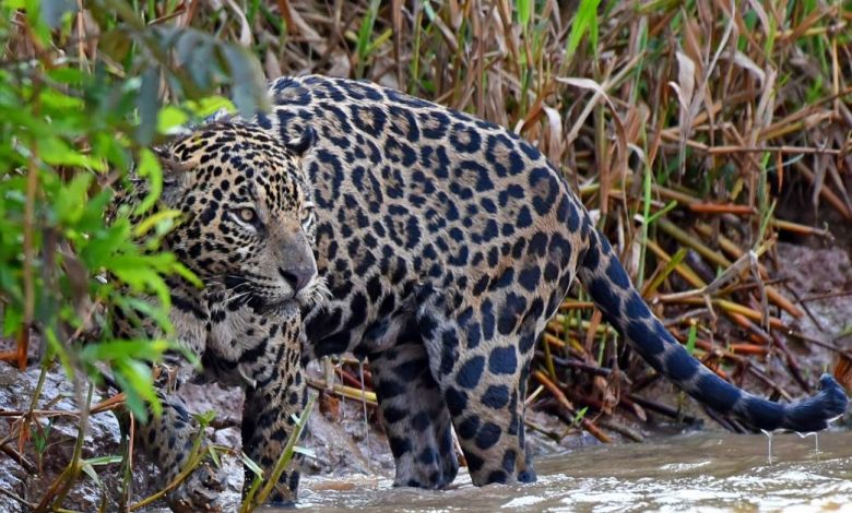 Jaguarların tehlikesi https://huglero.com