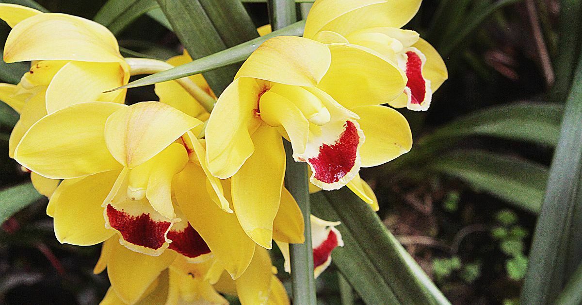 Orkide yaprak sararması tedavisi - sararan orkide yaprakları nasıl düzeltilir? https://huglero.com